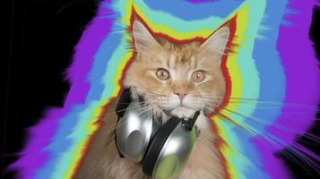 beautiful disco cat wearing headphones photo