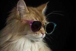 beautiful cat with sunglasses photo