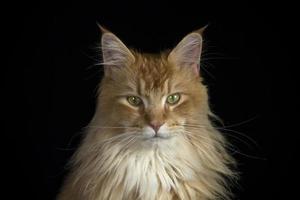 hermosa gato retrato foto