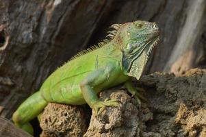 Green iguana basking photo