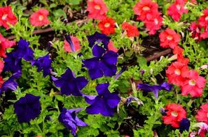 Pink and purple flowers photo