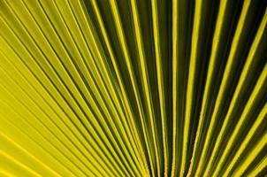 Green palm leaf photo