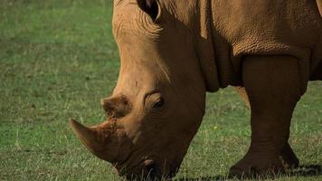Amazing rhinoceros and baby in the open. beautiful endangered species video