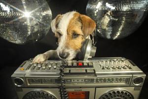 dog disco party photo