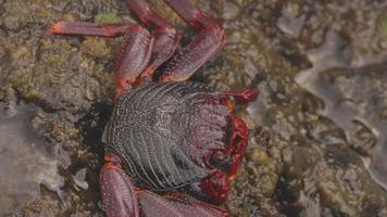 un macro Disparo de un rojo cangrejo en rocas en el canario islas video