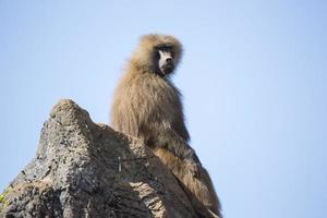 baboons on a rock photo