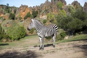 a zebra stands alone in a field photo