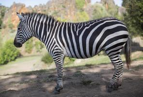 a zebra stands alone in a field photo