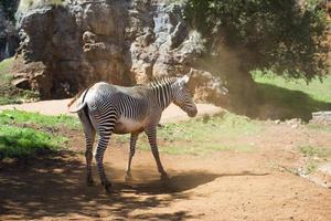 zebra in dusty ground photo