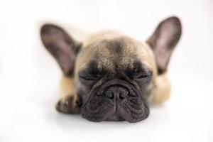 Cute pet french bulldog puppy against a white background photo