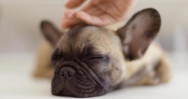 Cute pet french bulldog puppy against a white background photo