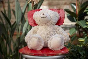 teddy bear in a garden photo