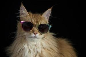 beautiful cat with sunglasses photo