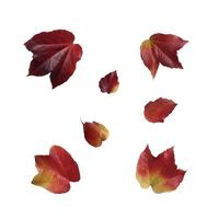 Wild grape red leaves set, isolated object, cutout on the white background autumn environmental concept, soft focus and clipping path photo