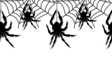 Spider and cobweb background vector