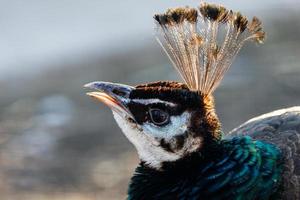 hermosa cabeza de pavo real con un mechón foto