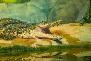 crocodile with open mouth with large teeth photo