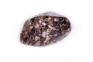 Macro mineral agate fossil fossilized with fossilized turtles on white background photo