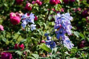 Purple Wildflowers close up photo