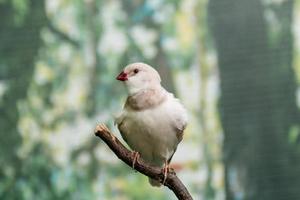 Beautiful birds Astrild Estrildidae sitting on a branch photo