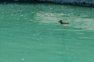 Small duckling floating on water photo