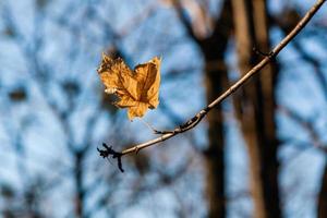 otoño hojas en un rama en el luz de sol de cerca foto