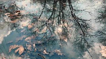 The sun, the sky, and tree branches are reflected in a puddle with fallen leaves. video