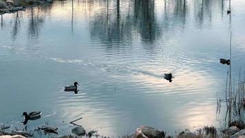 une petit silencieux Lac à coucher de soleil, sauvage canards nager lentement sur le surface. video