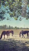 verticaal video van paarden Aan een zonnig dag Aan een boerderij