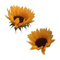 Yellow cutout sunflowers with leaves set, isolated bright object on the white background for decor, harvest time design, invitations, soft focus and clipping path photo