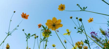 Cosmos flower in beautiful park under the blue sky photo