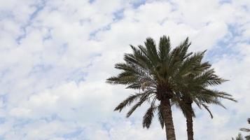 un hermosa ver de blanco nubes cubrir el cielo ,palmera árbol foto