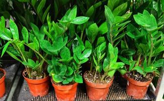 Calathea is a genus of flowering plants belonging to the family Marantaceae photo