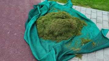 Stock of freshly cut grass in the meadow closeup selective foucs on a bunch of grass in the garden.pile freshly cut grass photo