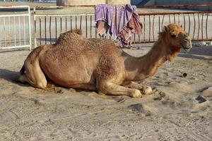 Camel is sitting on the sand,background texture,outdoor photo