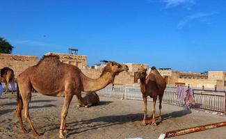 Two camels are standing in berricaded circle,outdoor photo