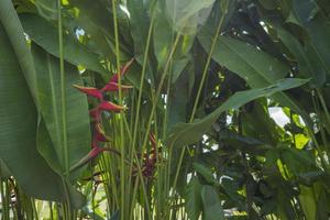 cerca arriba foto de decorativo planta heliconia rostrata en colina montaña cuando primavera tiempo. el foto es adecuado a utilizar para naturaleza antecedentes y naturaleza contenido medios de comunicación.