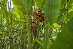 Close up photo of decorative plant Heliconia Rostrata on hill mountain when spring time. The photo is suitable to use for nature background and nature content media.