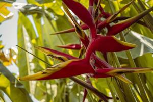 Close up photo of decorative plant Heliconia Rostrata on hill mountain when spring time. The photo is suitable to use for nature background and nature content media.