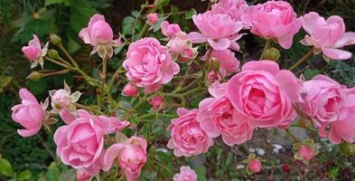 arbusto de rosado rosas en brillante verano día en jardín foto