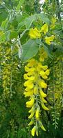 Flowers of the tree yellow acacia, robinia pseudoacacia. Branch with flowers on green background photo