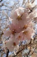 Cherry blossom close up twig with flowers, sakura flowers photo