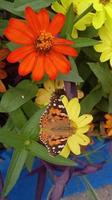 buterfly in the garden with red flower photo