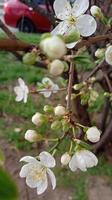 floreciente manzana árbol con rosado flores en un fondo de floración arboles en primavera tiempo. foto