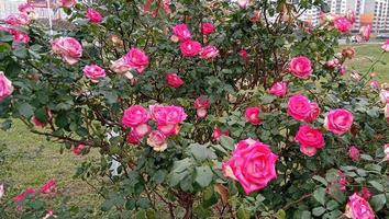 arbusto de rosado rosas en brillante verano día en jardín foto