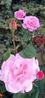 Rose flowers in the garden of roses. Green foliage background photo