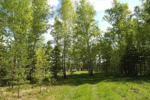 Birch forest. Birch Grove. White birch trunks. Summer forest with meadow photo