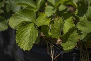 Close up of strawberry leaf texture and surface when harvest season on the spring time at green garden Malang. The photo is suitable to use for botanical poster, background and harvest advertising.