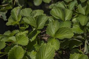 Close up of strawberry leaf texture and surface when harvest season on the spring time at green garden Malang. The photo is suitable to use for botanical poster, background and harvest advertising.