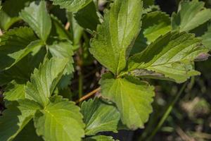 Close up of strawberry leaf texture and surface when harvest season on the spring time at green garden Malang. The photo is suitable to use for botanical poster, background and harvest advertising.